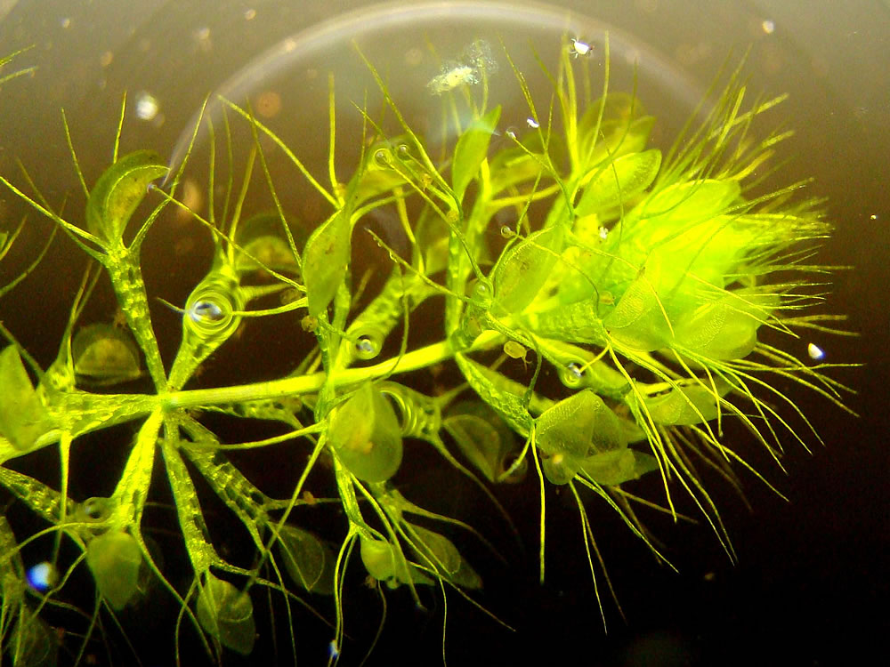 Aldrovanda vesiculosa