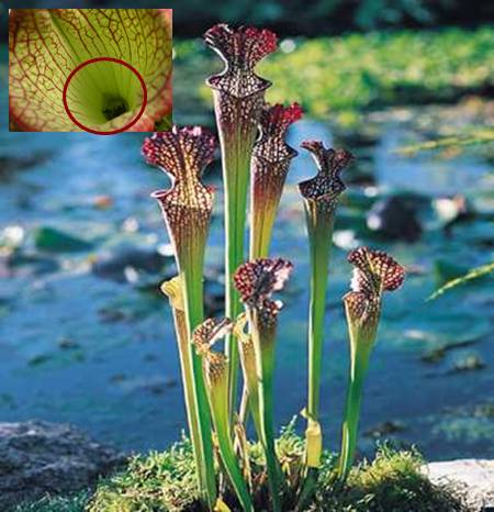 Sarracenia, 